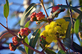 Popular Gum Trees Found In Several Plant Genera