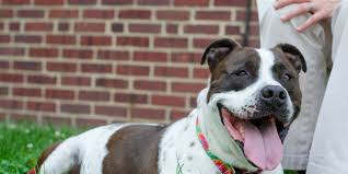 When it comes to pet adoption, many people prefer private breeders because they are unable to find a reliable shelter in palmdale. Surrendering A Pet Pennsylvania Society For The Prevention Of Cruelty To Animals