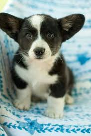 Black And White Cardigan Welsh Corgi Puppy When I Grow Up I Will Be Able To Fly With My Ears A Cardigan Welsh Pembroke Corgi Puppy Dogs Welsh Corgi Puppies Corgi Corgi Puppy