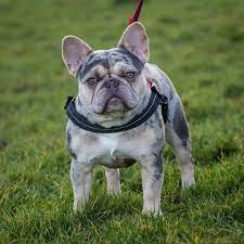 Maximus Lilac And Tan Quad Merle 4 Panel Health Clear Not For Sale Frenchie French Bulldogs Frenchieofth