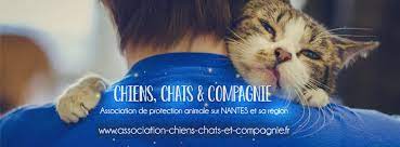 Notre beau pirate recherche une famille association. Association Chiens Chats Et Compagnie Home Facebook