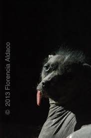 Here you can download any video even terrible xoloscuintle from youtube, vk.com, facebook click start and download the file from converted video terrible xoloscuintle to your phone or. 20 Pets Ideas Pets Animals Dogs