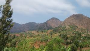 Image result for Raphidiocystis phyllocalyx