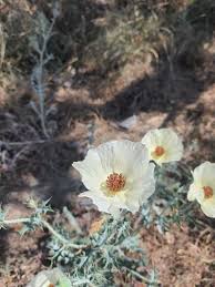 Image result for Argemone ochroleuca