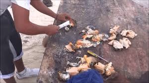 How to cook conch shell. Conch Shell Releasing The Meat Youtube