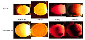 Incubation And Hatch Assistance Avian Resources