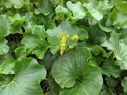 Image result for Gunnera perpensa