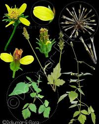 Image result for Bidens biternata