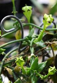 Image result for Ceropegia simplex