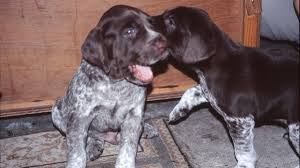 Well you're in luck, because here they come. Facts About The German Shorthaired Pointer Dog Breed Pethelpful
