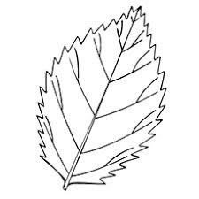 Free printable coloring pages and connect the dot pages for kids. Top 20 Free Printable Leaf Coloring Pages Online