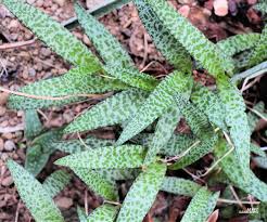 Image result for Ledebouria