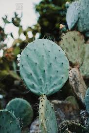 In order that visitors do not run into spiked plants, special decks fenced with ropes are laid out in the cholla cactus garden. Opuntia Cactus Stock Photos Offset