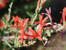 Image result for Anisacanthus