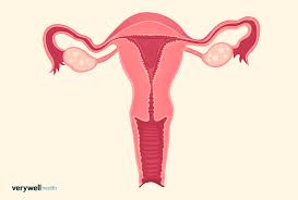 Image result for uterus