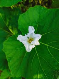 Image result for Cucurbitaceae