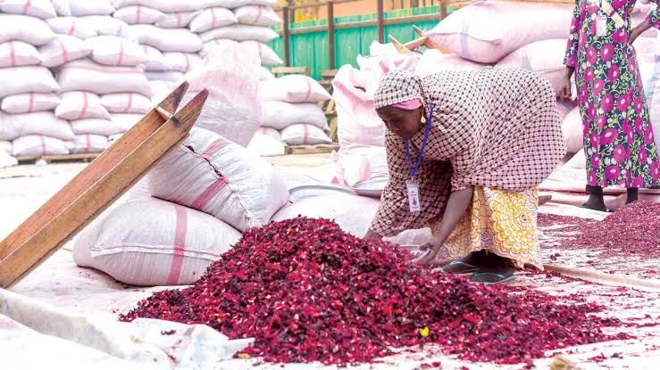 Unlocking potentials of hibiscus flower, export | The Guardian ...