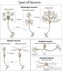 Different Types Of Neurons Or Nerve Cells Research Types Of Neurons Brain Science Anatomy
