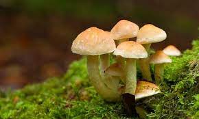 Devido ao aumento de casos de mucormicose, também chamado de fungo negro. Fungo Negro Circula No Brasil Mas Nao E Ameaca Como Na India Entenda Internacional Estado De Minas