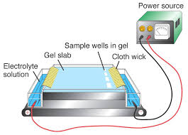 Diagram of gel electrophoresis setup: power source, tank with electrolyte, gel slab, and sample wells for separating hemoglobin variants