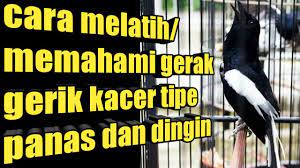 Cara Melatih Memahami Gerak Gerik Kacer Tipe Panas Dan Dingin Youtube