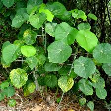 Image result for Macaranga capensis