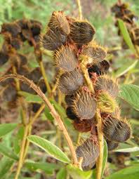 Image result for Eriosema psoraleoides