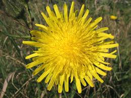 Image result for Sonchus wilmsii