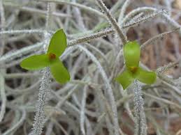 Image result for Disa equestris