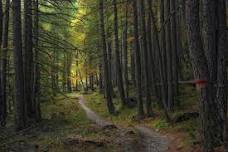 Sacred Pause: Rooted in the Seasons --Summer Reset