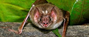 Biogéogra avec ce livre traitant des chauves souris de france, belgique, luxembourg et suisse, laurent arthur et michèle lemaire, deux des meilleurs spécialistes français, synthétisent l'ensemble des connaissances nouvellement acquises. Bresil Des Chauves Souris Vampires S Attaquent Aux Humains Le Point