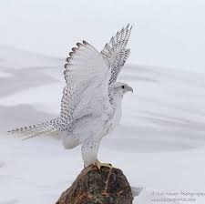 Photography | birds of prey, the raptors. Marion Spekker Marionspekker Raptors Bird Beautiful Birds Birds Of Prey