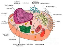One vital part of an animal cell is the nucleus. Animal Cell Diagram Greeting Card For Sale By Science Source