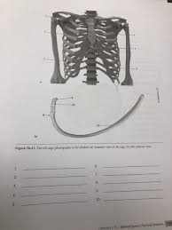 They also have a role in ventilation; Solved 10 B Figure 7b 21 The Rib Cage Photographs To B Chegg Com