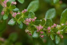 Image result for Pilea angolensis