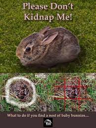 Pin By Elizabeth Carlston On Helpful Hints For Animal Lovers Wild Rabbit Wild Baby Rabbits Rabbit Nest