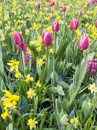 Summer flowering bulbs to plant in spring. Zone 4 Flowering Bulbs Choosing Cold Hardy Bulbs For The Garden