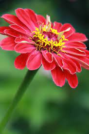 Pin On Flowers Gardens