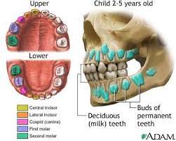 Audrey Continues To Teethe Early Out Of Order Only Sometimes Clever On Wordpress Com Kids Dental Health Baby Teeth Dentistry For Kids
