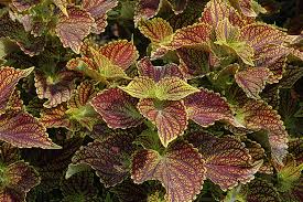 Image result for Coleus alpinus
