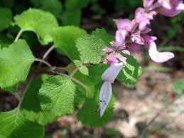 Image result for Ocimum labiatum
