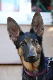 At 3 months old my pup's ears both stood straight up. When Will My German Shepherd S Ears Stand Up Pethelpful By Fellow Animal Lovers And Experts