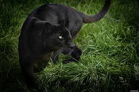Follow the vibe and change your wallpaper every day! Panther Schwarzer Hintergrund Cool Tier Panther Schwarzer Hintergrund Bildschirmhintergrund Wallpaperbetter