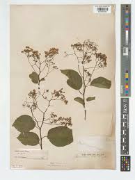 Image result for Ehretia cymosa
