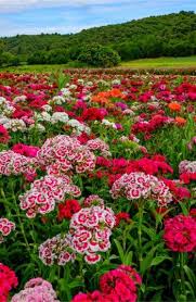 Flowers Plant Encyclopedia Sweet William Color Colorful Flowers Sweetwilliam Flowers Dianthus Flowers Beautiful Flowers Garden Sweet William Flowers