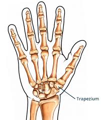 Image result for Trapezoid Bone