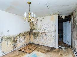 Zwarte schimmel is een een plaag voor mensen in huis die er mee te maken hebben. Tips Om Schimmel In Huis Te Verwijderen Ongedierte Zelf Bestrijden