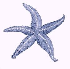 Susan Davies Home Starfish Drawing Starfish Art Starfish Painting