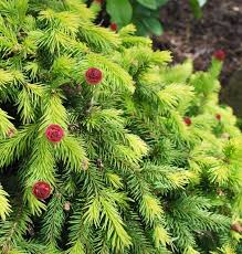This dwarf spruce was found as a witch's broom on picea abies 'acrocona'. Find Plants Page 148 Wholesale Nursery Supplies Plant Growers In Oregon Nursery Guide