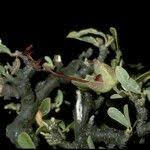 Image result for Cadaba termitaria